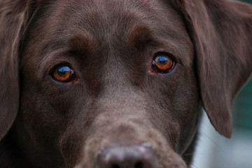 close up of a brown labrador dog