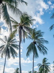 Fototapeta na wymiar Coconut trees under cloudy sky