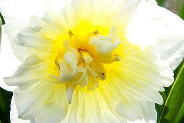 Fototapeta premium white and yellow flower