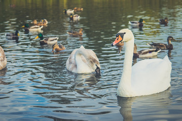 White, gray swans and swim on the water