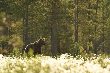 European Brown Bear (Ursus arctos)