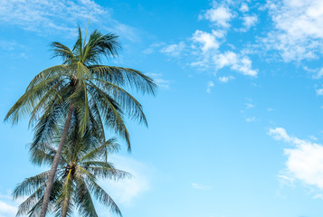 Fototapeta na wymiar Coconut trees under cloudy sky