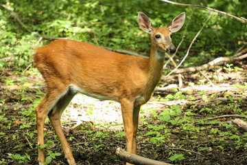 wild deer in the forest