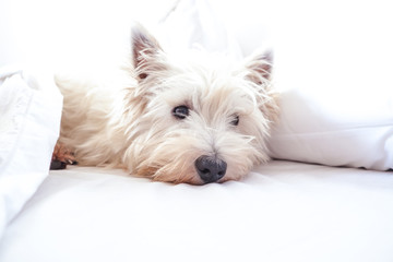 High key image of west highland white terrier westie dog in bed with pillow and sheets