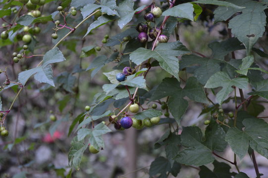 山葡萄 の画像 271 件の Stock 写真 ベクターおよびビデオ Adobe Stock