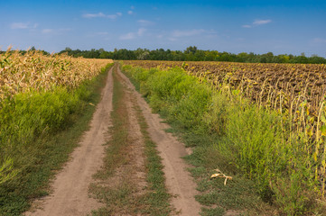 Fototapeta na wymiar August landscape with an earth road between agricultural fields with maize and sunflowers near Dnipro city, Ukraine