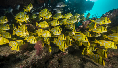 School of striped snapper, Cabo Pulmo Marine Reserve, Mexico.