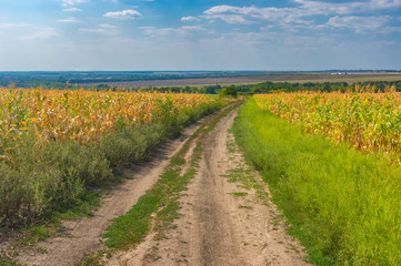 Summer landscape with an earth road between agricultural field with goldish maize near Dnipro city, Ukraine