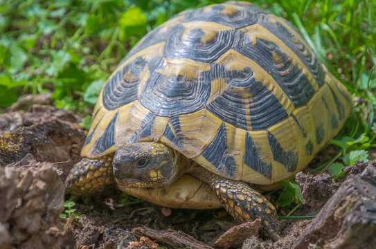 turtle walking on grass. Geochelone sulcata