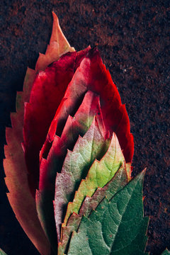 Leaves with gradient in fall