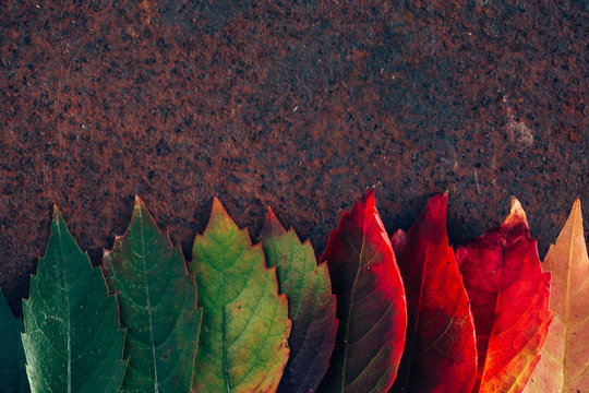 Leaves with gradient in fall