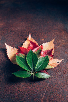 Leaves with gradient in fall