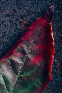 Leaves with gradient in fall