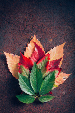 Leaves with gradient in fall