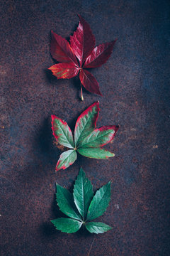 Leaves with gradient in fall