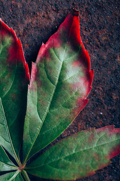 Leaves with gradient in fall