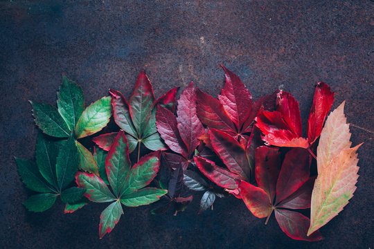 Leaves with gradient in fall