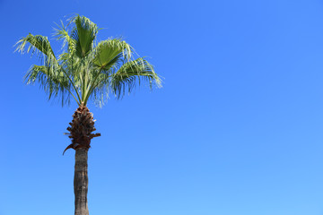 palm on blue sky background