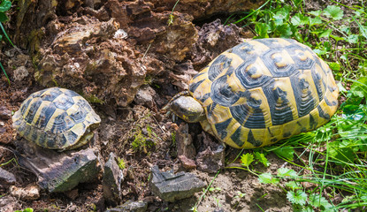 Turtle mom and little turtle walking on the grass. Geochelone sulcata