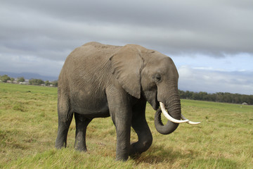 Fototapeta na wymiar Afrikanischer Elefant (Loxodonta africana), Amboseli Nationalpark, Kenia, Ostafrika