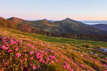 Fototapeta na wymiar Rhododendrons bloom in a beautiful location in the mountains. Beautiful sunset. Blooming rhododendrons in the mountains on a sunny summer day. Carpathian, Ukraine.