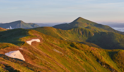 Rhododendrons bloom in a beautiful location in the mountains. Beautiful sunset. Blooming rhododendrons in the mountains on a sunny summer day. Carpathian, Ukraine.