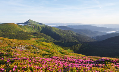 Rhododendrons bloom in a beautiful location in the mountains. Beautiful sunset. Blooming rhododendrons in the mountains on a sunny summer day. Carpathian, Ukraine.