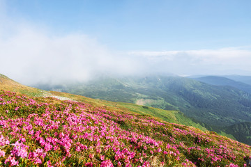 Obraz premium Rhododendrons bloom in a beautiful location in the mountains. Flowers in the mountains. Blooming rhododendrons in the mountains on a sunny summer day. Dramatic unusual scene. Carpathian, Ukraine
