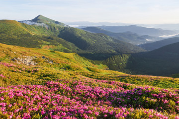 Naklejka na ściany i meble Rhododendrons bloom in a beautiful location in the mountains. Flowers in the mountains. Blooming rhododendrons in the mountains on a sunny summer day. Dramatic unusual scene. Carpathian, Ukraine