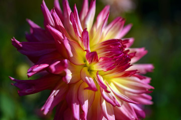 Beautiful pink and yellow Dahlia. 