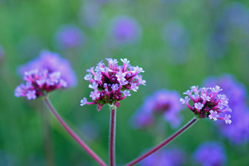 Verbena bonariensis, also know as purpletop vervain, clustertop vervain, Argentinian vervain, tall verbena or pretty verbena