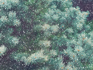 Snow fall in winter forest. Christmas new year magic. Blue spruce fir tree branches detail.
