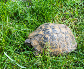 turtle walking on grass. Geochelone sulcata