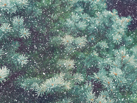 Snow fall in winter forest. Christmas new year magic. Blue spruce fir tree branches detail.
