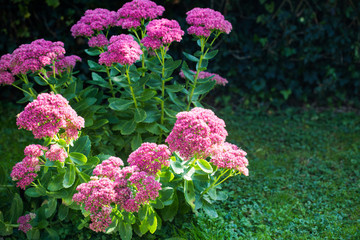 Fathen (Sedum) in the garden, autumn
