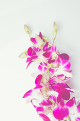 Purple orchids Thailand.