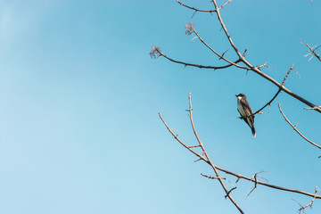 black and white bird on a branch