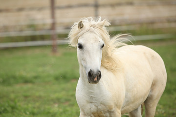 Obraz premium White pony on pasturage