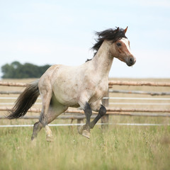Obraz na płótnie Canvas Welsh pony running on pasturage