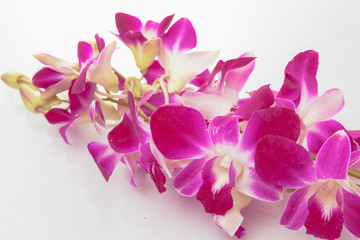 Thailand orchid.
