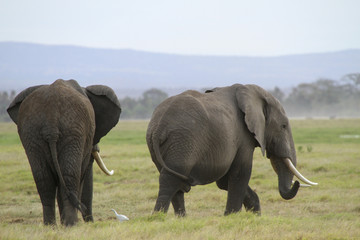 Naklejka na ściany i meble Afrikanische Elefanten (Loxodonta africana), Amboseli, Nationalpark, Kenia, Ostafrika
