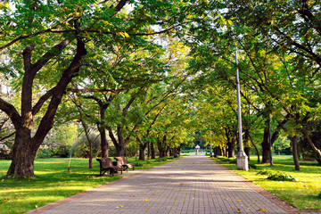 Autumn landscape - beautiful autumn walkway in park. Manchurian walnut alley.
