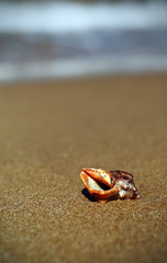 Conch in the seashore