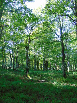 For&ecirc;t - Vosges