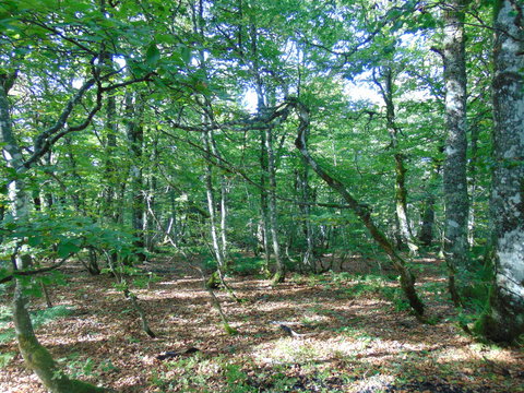 For&ecirc;t - Vosges