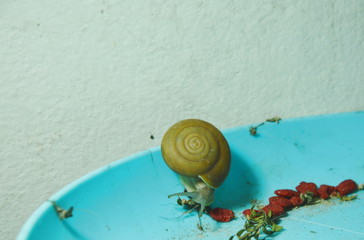 snail feeding dry leaf and instant cat food in plastic tray on night