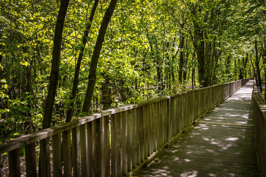 wood pathway in the forest