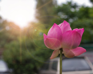 Lotus flower, rare flower. Ancient flower. Symbol of purity. Symbol of Buddhism, Nelumbo, Lotus orehonosny, Species listed in the Red book, Nelumbo nucifera, a Plant in of Asia and Orient