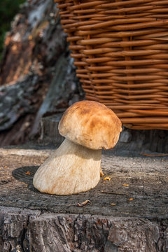 Single porcini mushroom (Boletus edulis, porcino or king bolete) on natural wooden background..