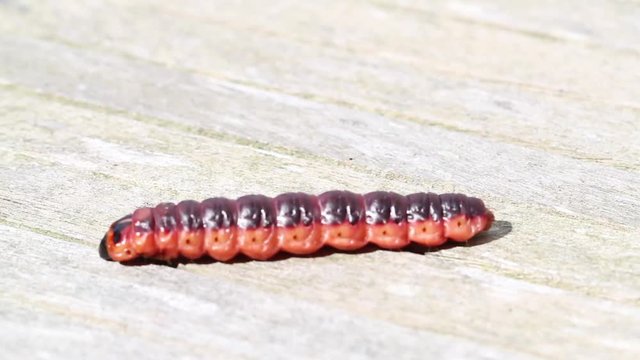 Big caterpillar , Cossus cossus - Goat Moth  
